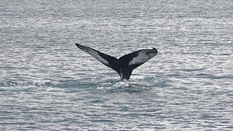 Whale Watching