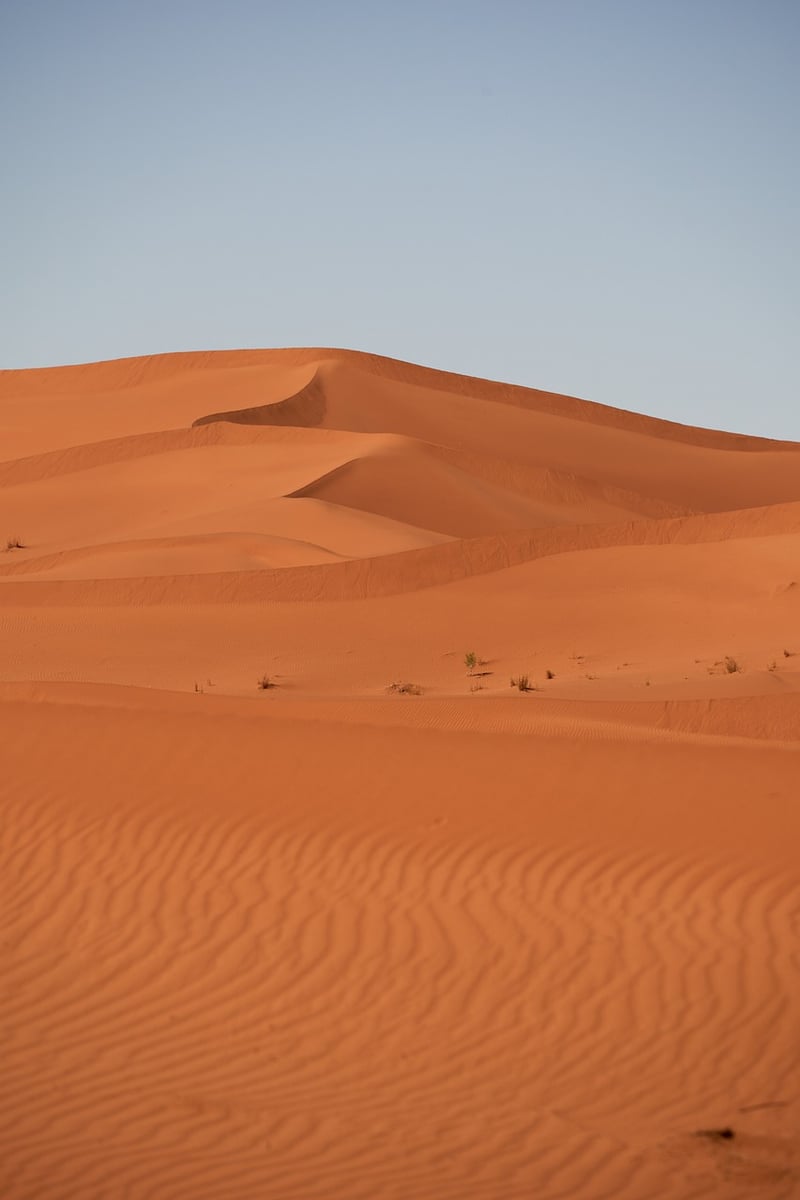 Camel in the Desert