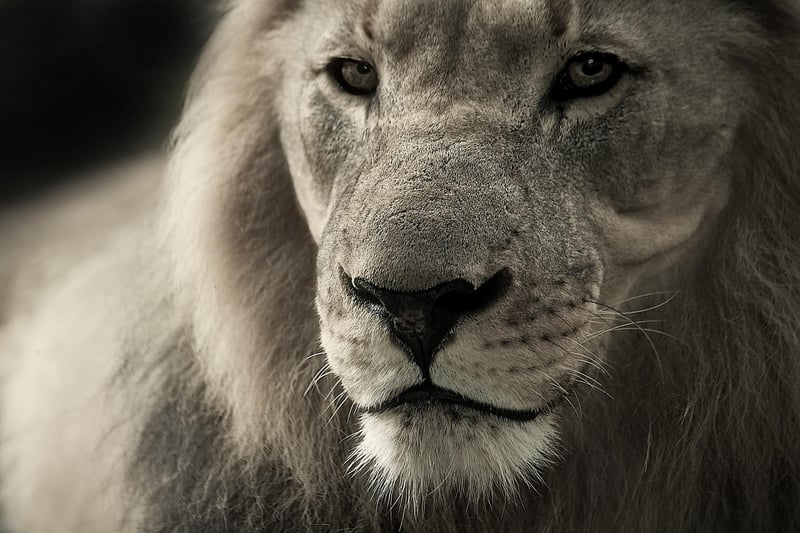 Lion in the wild